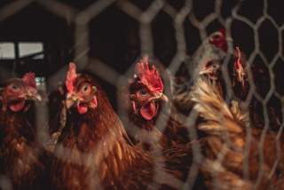 Photo of chickens behind a caged fence