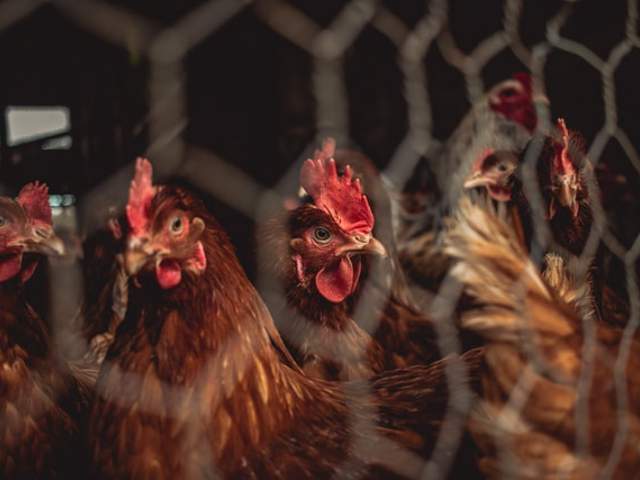 Photo of chickens behind a caged fence